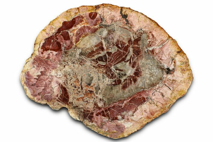 Beautiful Petrified Wood (Araucaria) Slab - Madagascar #361480